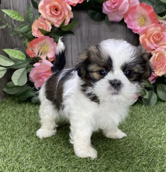 regalo cuccioli di shitzu | Foto 0