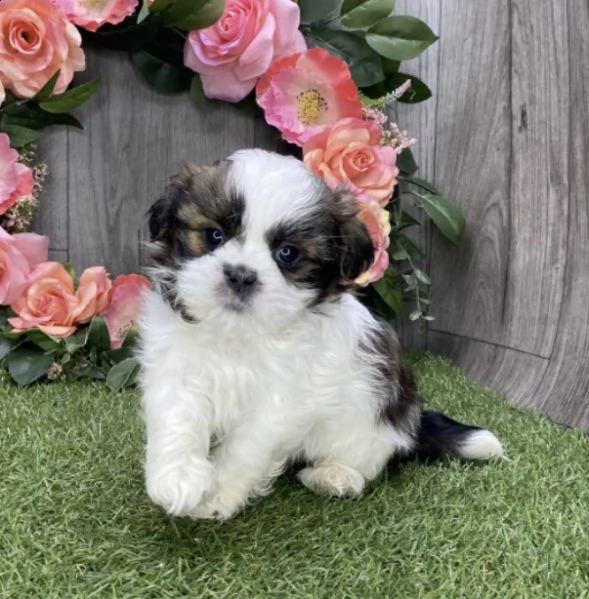 regalo cuccioli di shitzu