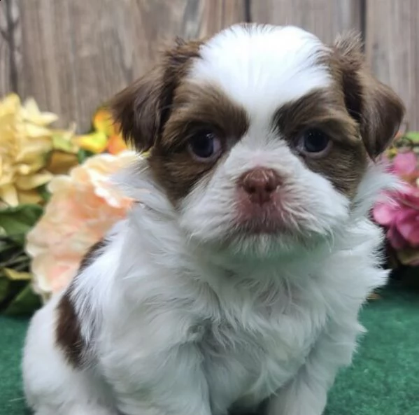 regalo bellissimi cuccioli allevati shih-tzu, colore bianco e nero. | Foto 0