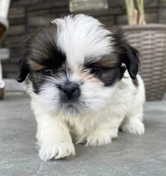 regalo cuccioli shih tzu | Foto 0