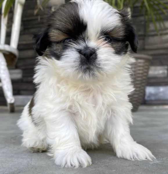 regalo cuccioli shih tzu
