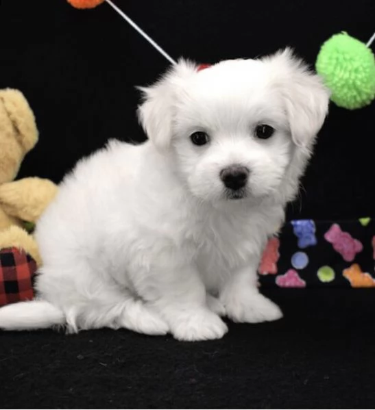  regalo adorabili cuccioli  maltese bianco  femminucce e maschietti | Foto 0
