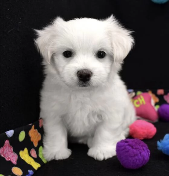  regalo adorabili cuccioli  maltese bianco  femminucce e maschietti