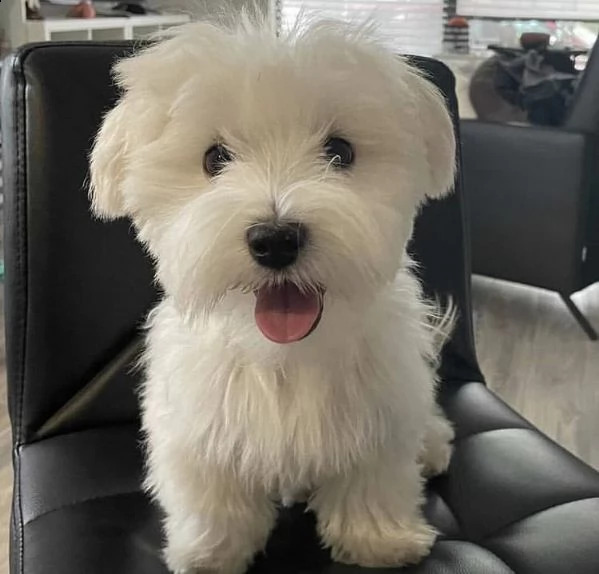 adorabili cuccioli  maltese  femminucce e maschietti disponibili
