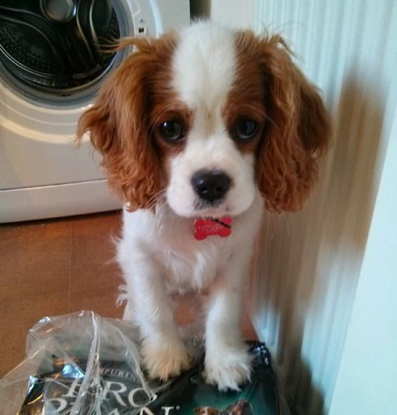 adorabile  | Foto 0