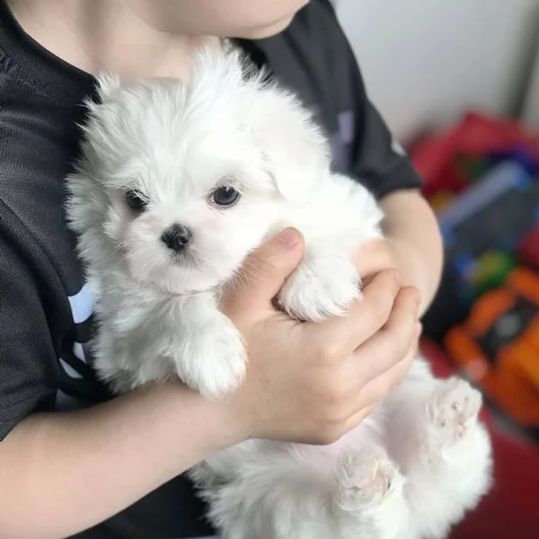 regalo maltese toy..... il mio numero whatsapp è +390684003842