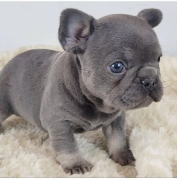 bulldog francese in regalo