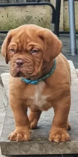 cuccioli dogue de bordeaux