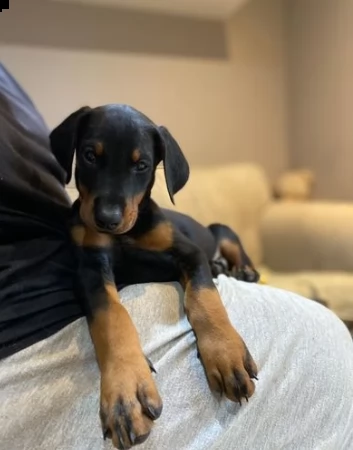 cuccioli di dobermann disponibili
