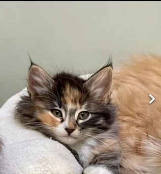 gattini di razza norvegese delle foreste