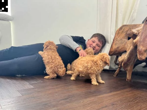 barboncino toy | Foto 0