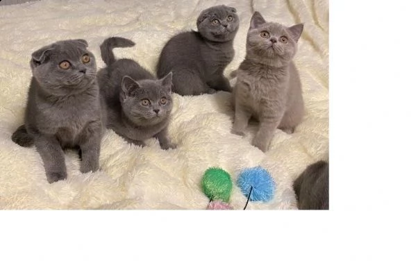 bellissimi gattini britishoorthair | Foto 0