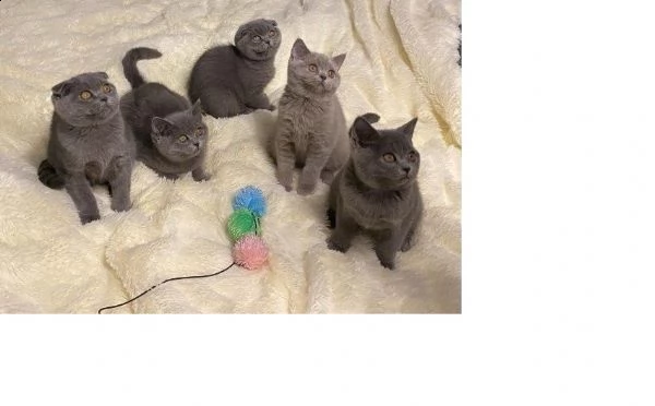 bellissimi gattini britishoorthair