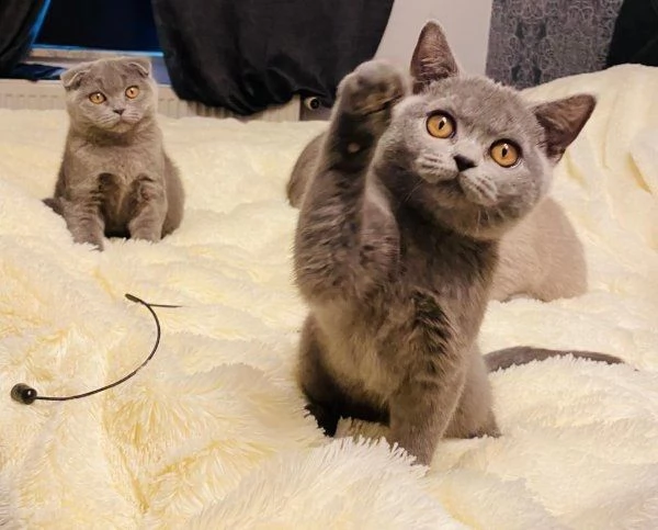 disponibili simpatici gattini britishoorthair