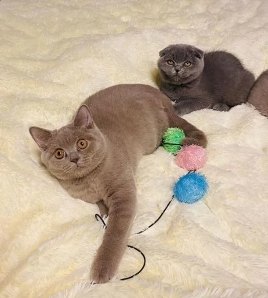 disponibili simpatici gattini britishoorthair | Foto 0