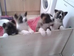 splendidi bambini akita