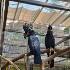 pappagalli e uova di pappagallo