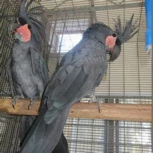 pappagalli e uova di pappagallo | Foto 0