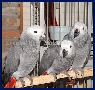 pappagalli e uova di pappagallo