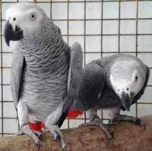 pappagalli e uova di pappagallo | Foto 0