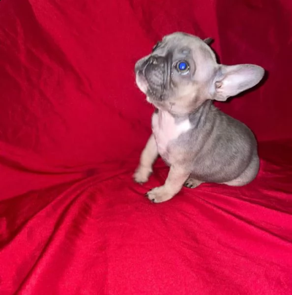 platinum fluffy french bulldog isabella trasportino da allevamento di dottorato!