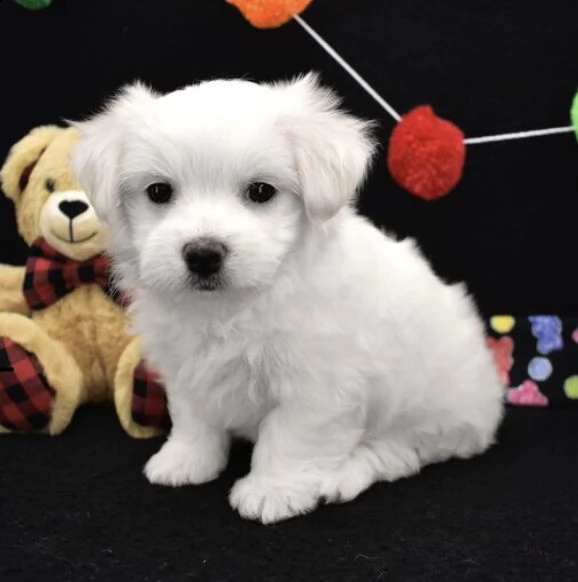 regalo adorabili cuccioli  maltese bianco  femminucce e maschietti