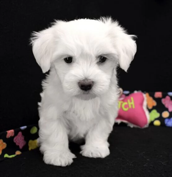 regalo adorabili cuccioli  maltese bianco  femminucce e maschietti | Foto 0