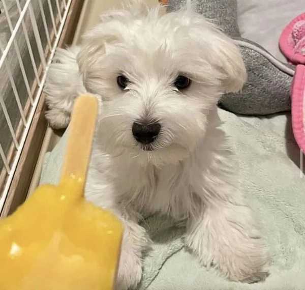 adorabili cuccioli  maltese bianco  femminucce | Foto 0