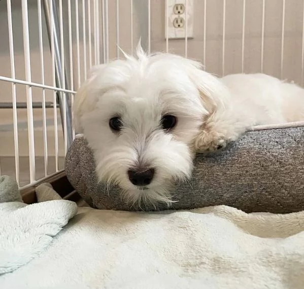 adorabili cuccioli  maltese bianco  femminucce