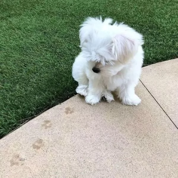 regalo maltese  | Foto 0