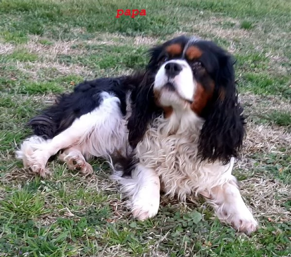 Cavalier King | Foto 0