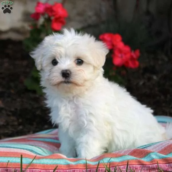 cucciola maltese femmina