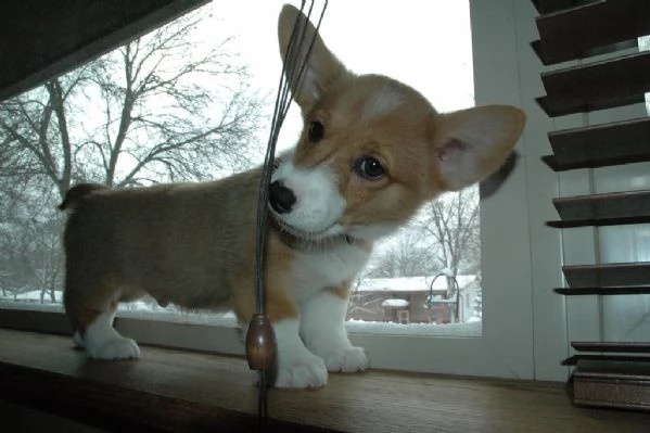 cuccioli di welsh corgi | Foto 0