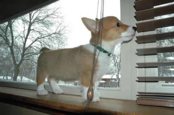 cuccioli di welsh corgi