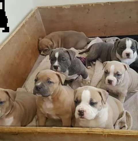 affettuosi cuccioli di pitbull ragazza e ragazzo