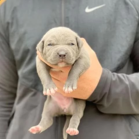 affettuosi cuccioli di pitbull ragazza e ragazzo | Foto 2