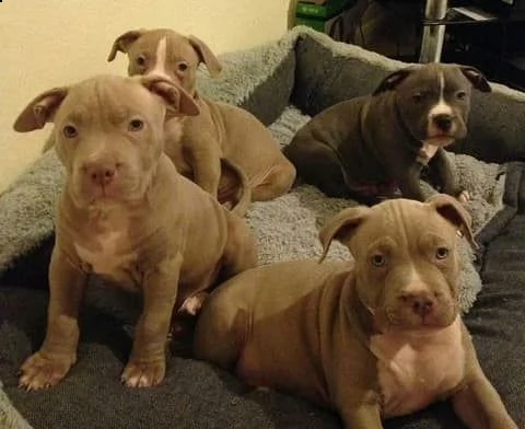 affettuosi cuccioli di pitbull ragazza e ragazzo | Foto 1