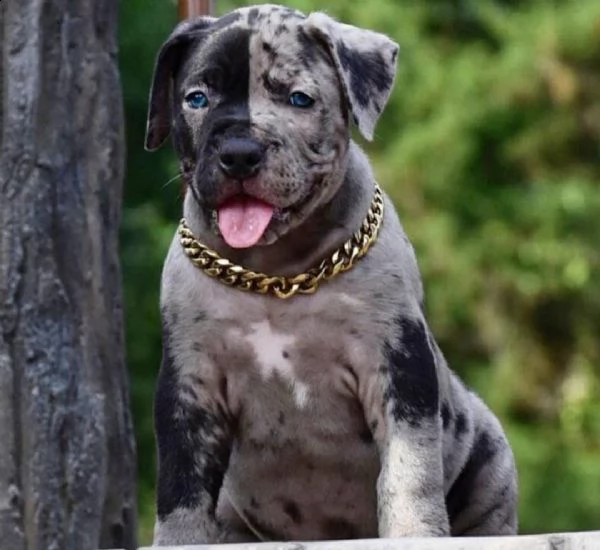 affettuosi cuccioli di pitbull ragazza e ragazzo | Foto 0