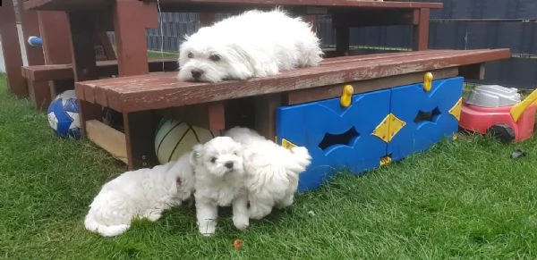 maltese cuccioli sono socializzati | Foto 4