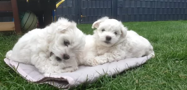 maltese cuccioli sono socializzati | Foto 2
