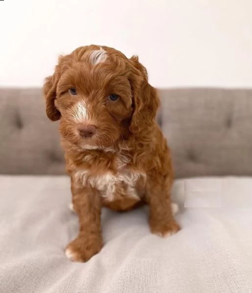 adorabili cuccioli di schnauzer disponibili | Foto 2