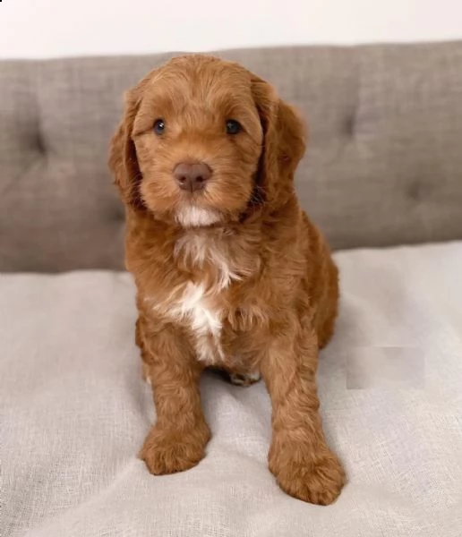 adorabili cuccioli di schnauzer disponibili | Foto 1