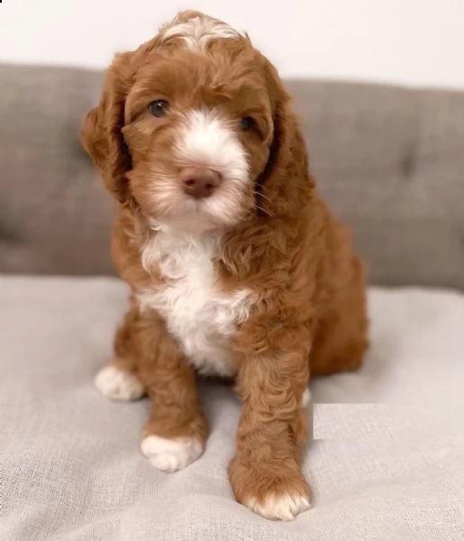 adorabili cuccioli di schnauzer disponibili | Foto 0