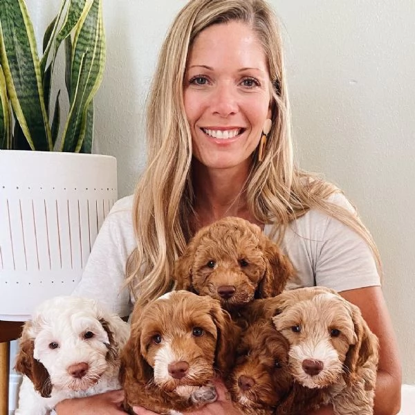 adorabili cuccioli di schnauzer disponibili