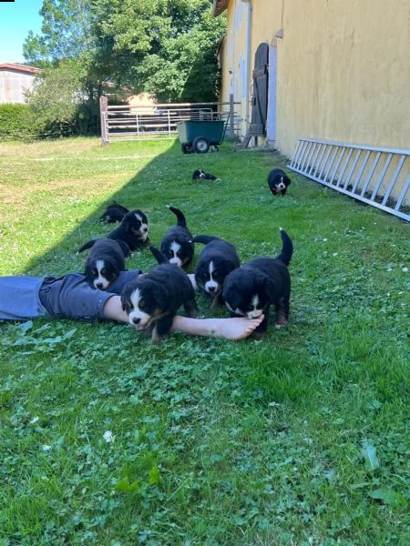 cuccioli di bovaro del bernese | Foto 5
