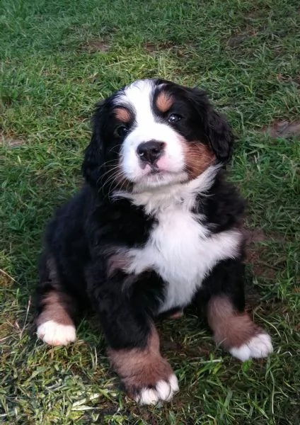 cuccioli di bovaro del bernese | Foto 3