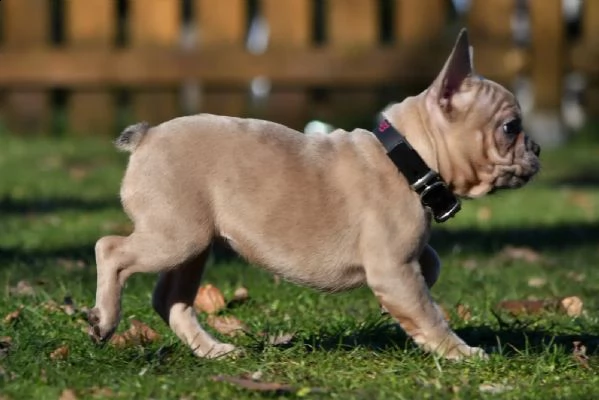 bouledogue francese