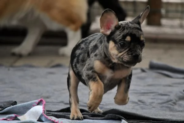 bouledogue francese | Foto 6