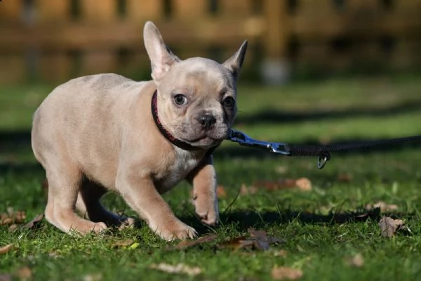 bouledogue francese | Foto 5