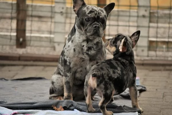 bouledogue francese | Foto 4